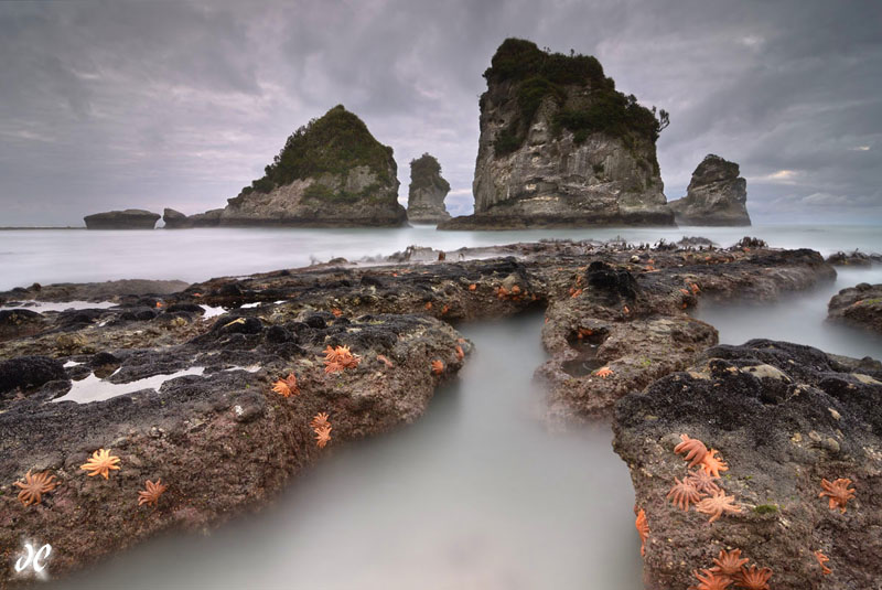 Starfish and seastacks at sunrise, Motukiekie Beach, South Island, New Zealand
