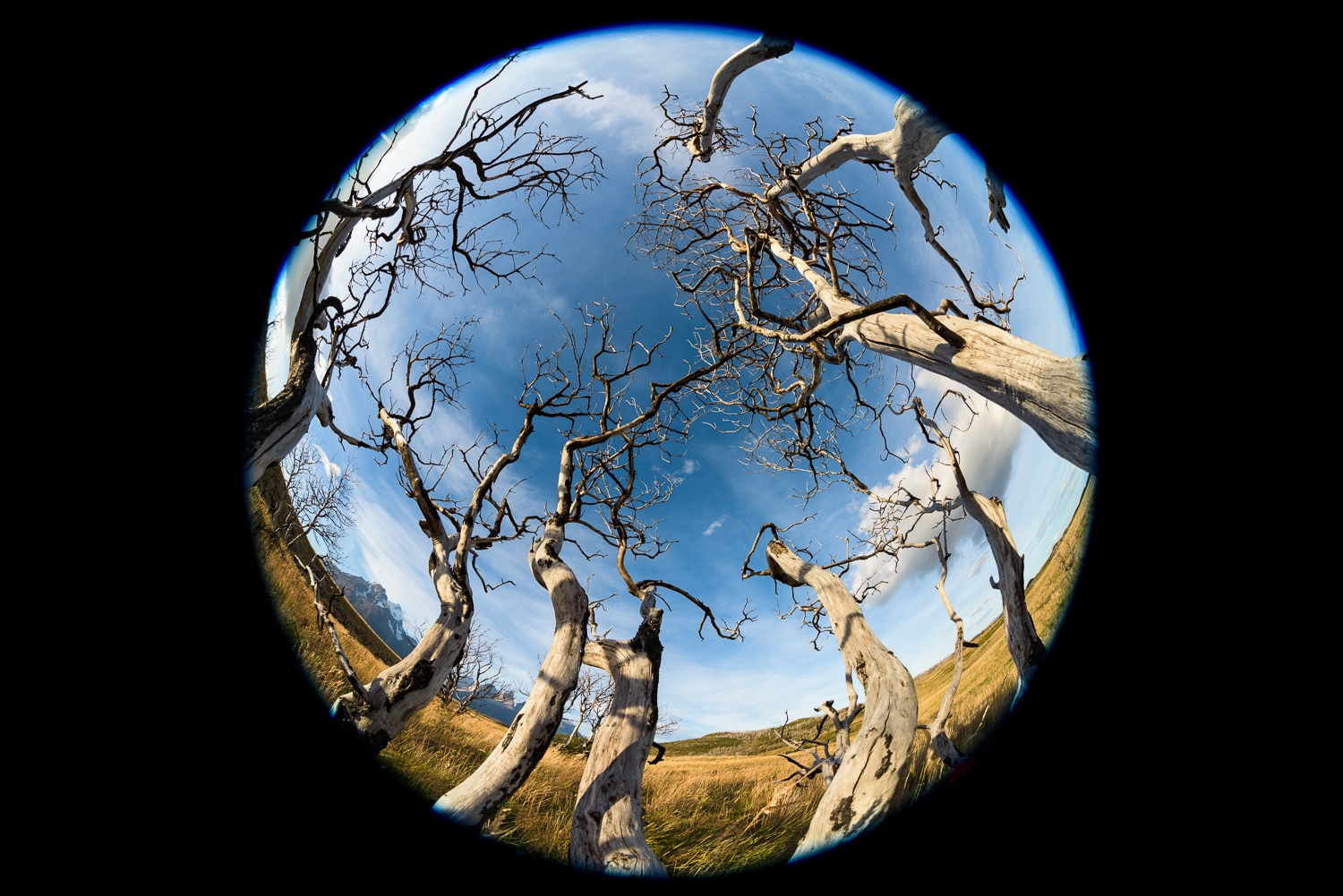 Trees, Torres del Paine NP, Chile. Nikon D810. ISO64, f/11, 8mm, 1/100 sec, Nikon Nikkor 8-15mm Fisheye Sample Photos