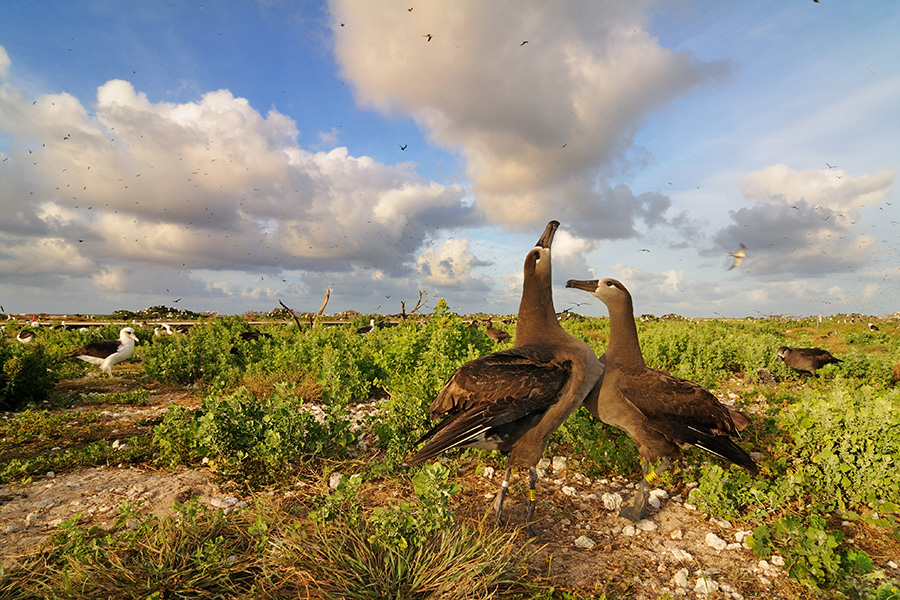 Tern Island Blackfooted Albatross