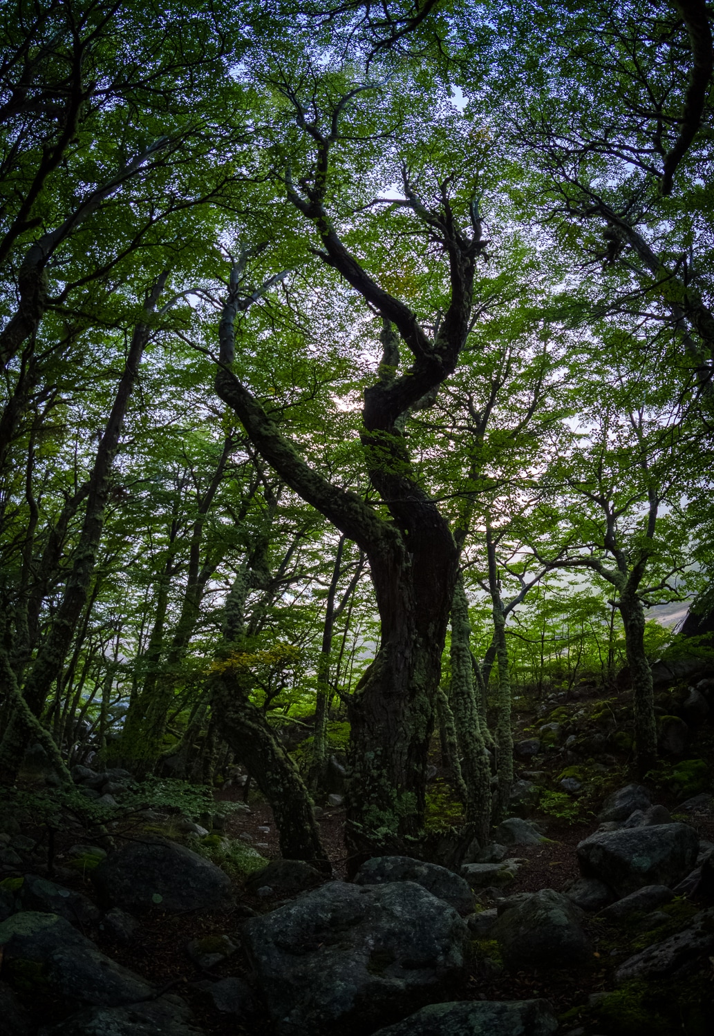 Forest, Torres del Paine National Park, Nikon Nikkor 8-15mm Fisheye Sample Photos