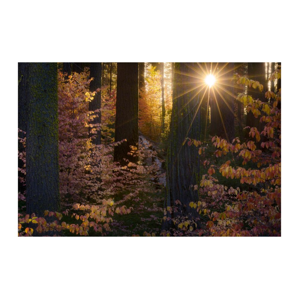 Forest Yoga (Downward Dogwood and Sun Salutation)