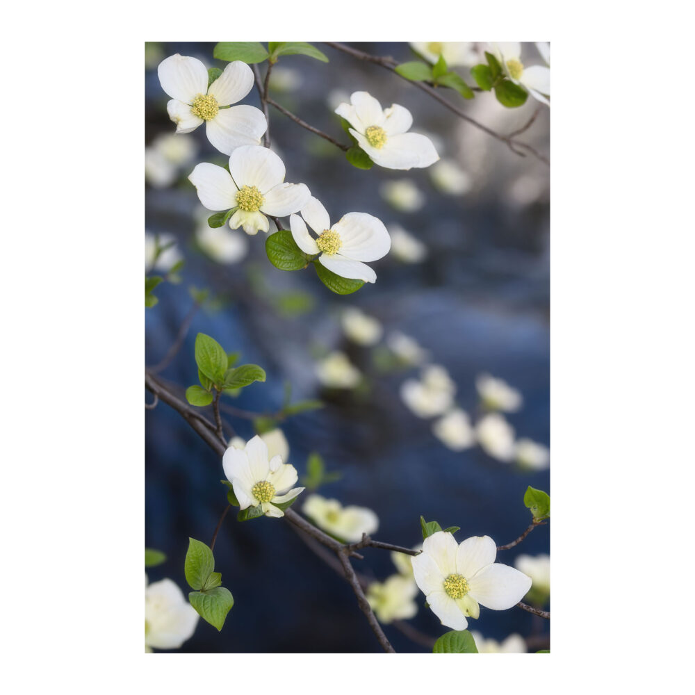 Pohono Bloom