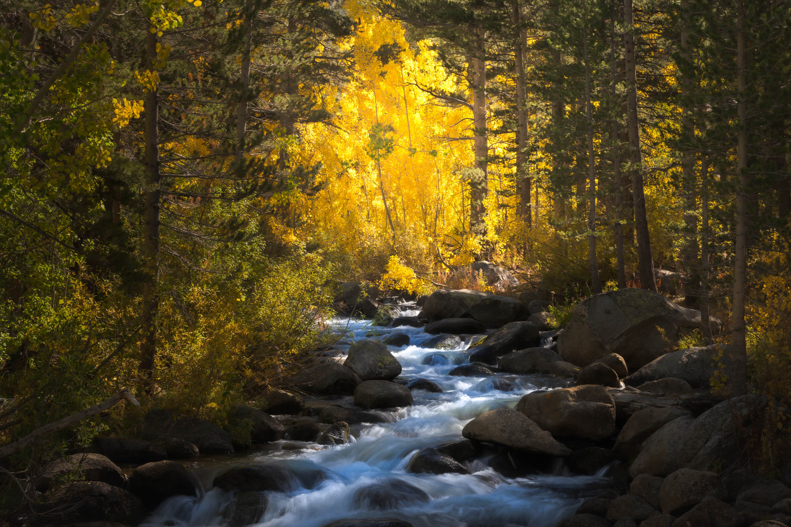 Painterly Processing