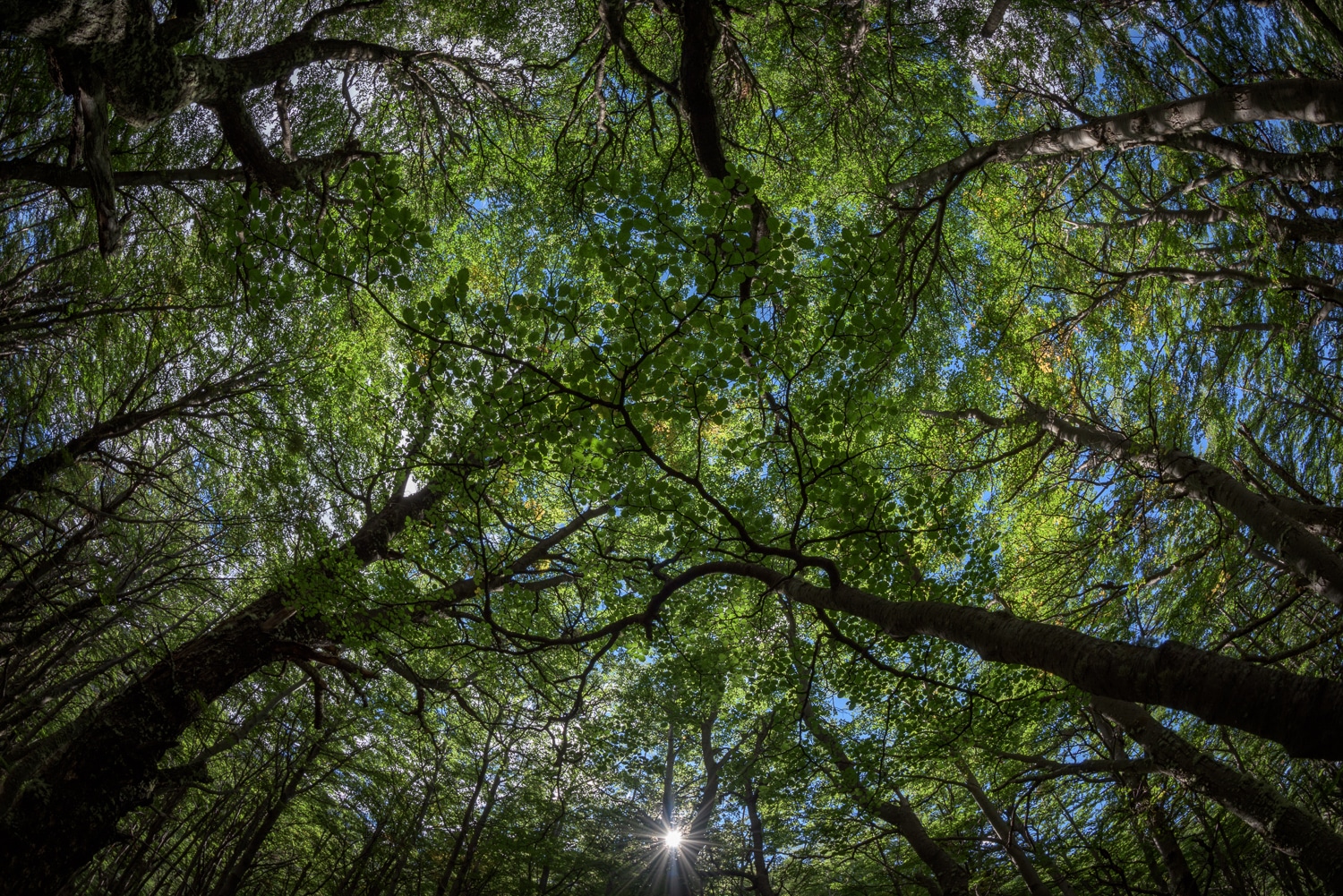 Forest sunburst, Torres del Paine NP, Chile, Nikon Nikkor 8-15mm Fisheye Sample Photos