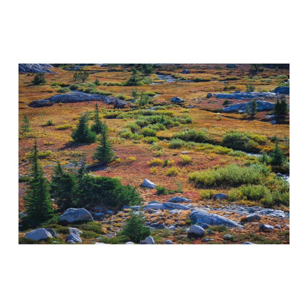 Alpine Meadows