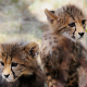 Cheetah cubs, DeWildt Cheetah Research Center, South Africa
