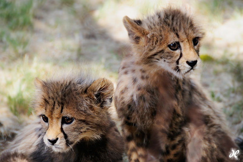 Cheetah cubs, DeWildt Cheetah Research Center, South Africa