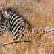 Young Zebra in the grass, Hluhluwe-Imfolozi Game Reserve, South Africa