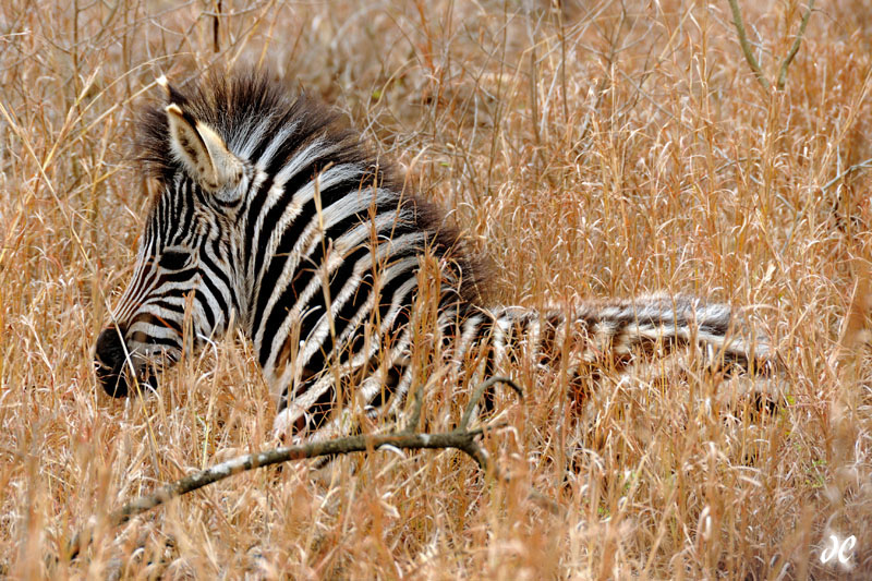 Young Zebra in the grass, Hluhluwe-Imfolozi Game Reserve, South Africa