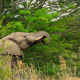 Bull elephant eating, Hluhluwe-Imfolozi Game Reserve, South Africa