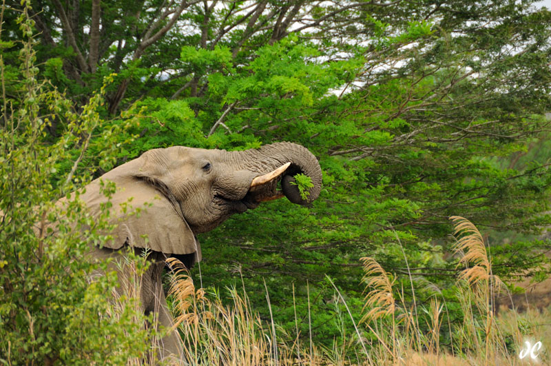 Bull elephant eating, Hluhluwe-Imfolozi Game Reserve, South Africa