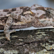 Chameleon on tree, Kruger National Park, South Africa