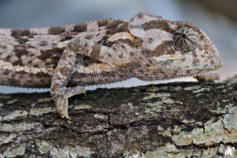 Chameleon on tree, Kruger National Park, South Africa