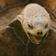 South Africa Desert Tortoise, Great Karoo National Park, South Africa