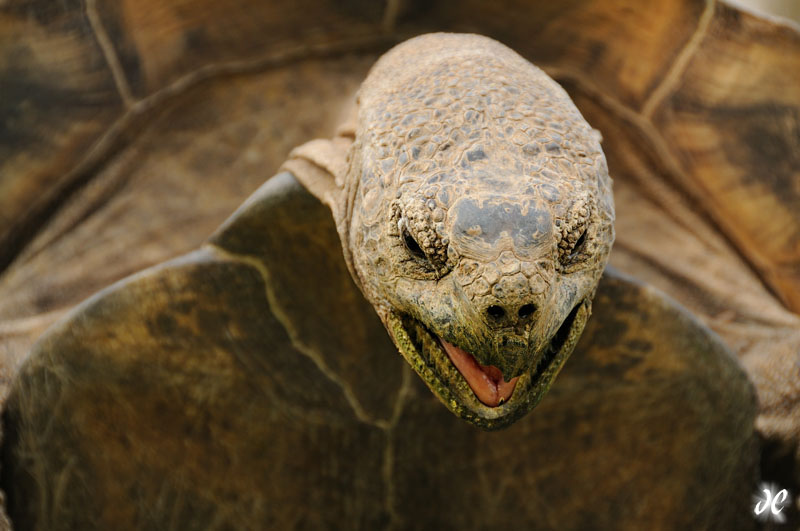 South Africa Desert Tortoise, Great Karoo National Park, South Africa