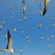 Sooty terns in flight, French Frigate Shoals, Hawaii