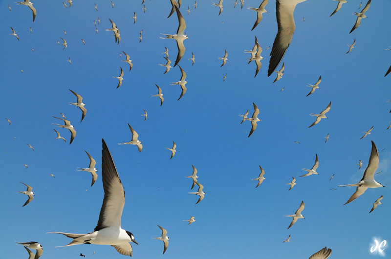 Sooty terns in flight, French Frigate Shoals, Hawaii