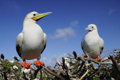 Male and female red-footed boobies luxuriate in the warm sunshine of Tern Island