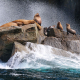 Steller sea lions, Resurrection Bay, Seward, Alaska