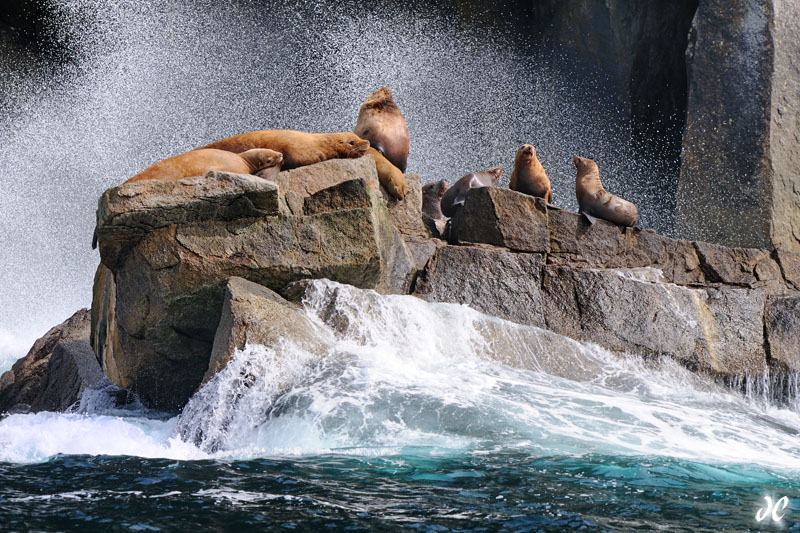 Pride of Lions Steller sea lions, Resurrection Bay, Seward, Alaska