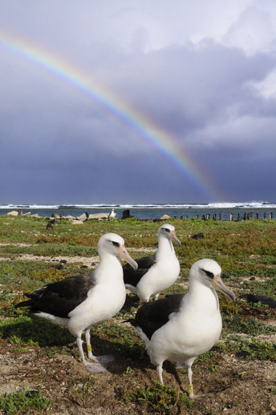 albies and rainbow