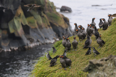 Crested Auklets