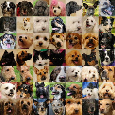 Lots of Dogs