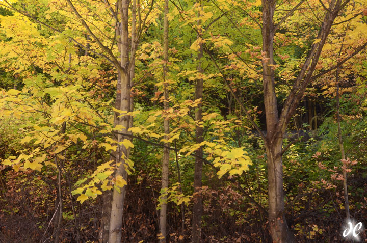 Fall Foliage near Arrowtown, New Zealand