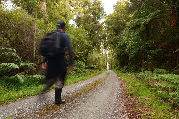 Sean Webb walks through New Zealand Coastal Rainforest