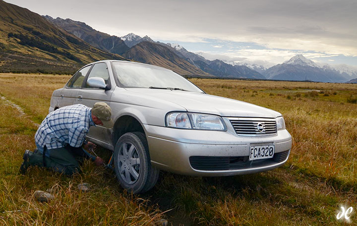 Josh Cripps gets stuck in a sheep paddock