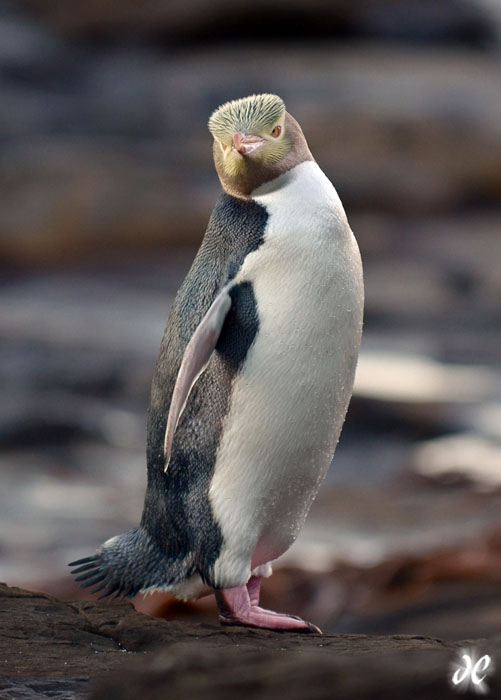 Yellow-Eyed penguin at Curio Bay, The Catlins, New Zealand
