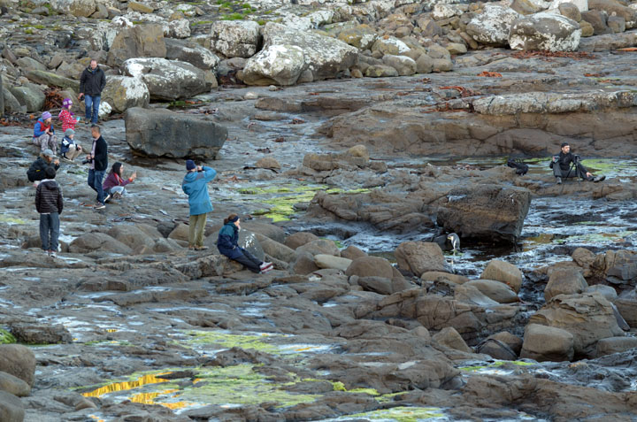Tourists in Curio Bay to photographing Yellow-Eyed Penguins