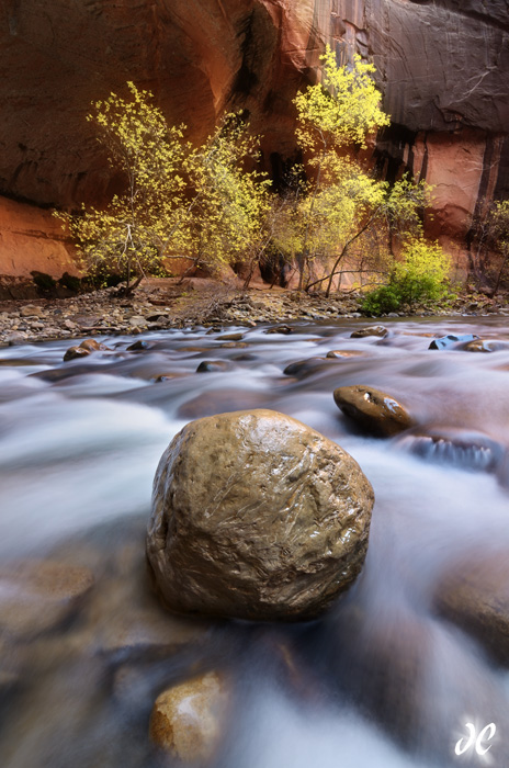 Fall color in the Virgin River Narrows, Zion National Park, Utah