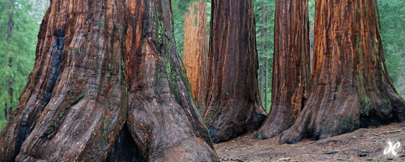 Bachelor and the Three Graces, Mariposa Grove of Sequoias, Yosemite