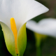 Calla Lilies, Robben Island, South Africa