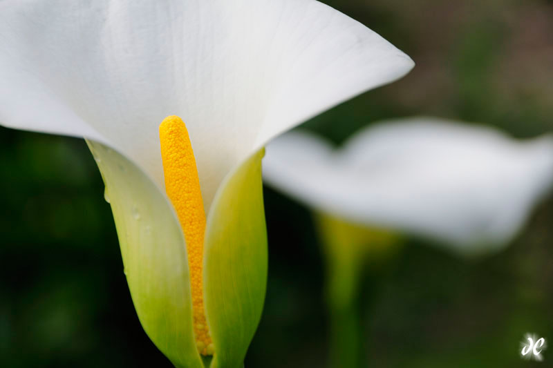 Calla Lilies, Robben Island, South Africa