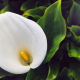 Calla Lily, Robben Island, South Africa