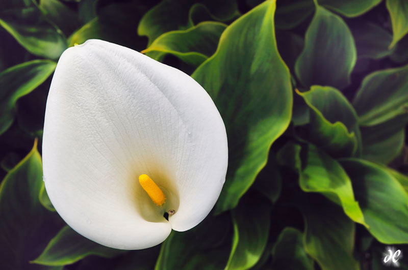 Calla Lily, Robben Island, South Africa Calla Lily, Robben Island, South Africa