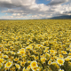Tidy tips carpet the floor of Carrizo Plain National Monument