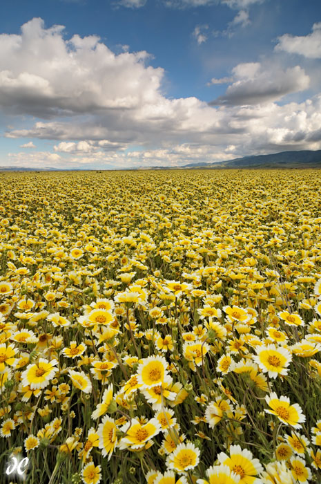 Field of Dreams Tidy tips carpet the floor of Carrizo Plain National Monument