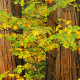 Oaks and Cedars, Yosemite Fall Color