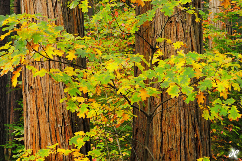 Oaks and Cedars, Yosemite Fall Color