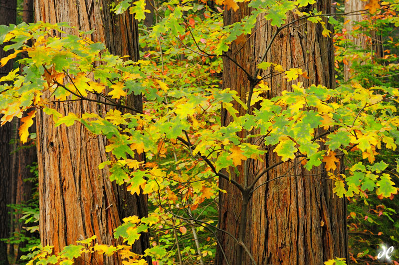 Oaks and Cedars, Yosemite Fall Color Oaks and Cedars, Yosemite Fall Color