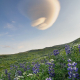 Lenticular cloud and lupines, Gareloi Volcano, Aleutian Islands, Alaska