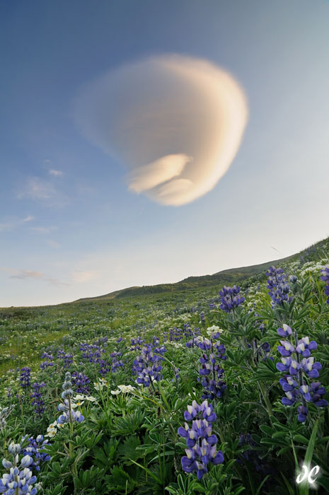 Lenticular cloud and lupines, Gareloi Volcano, Aleutian Islands, Alaska