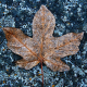 Maple leaf on a lichen-covered rock near the Clavey River