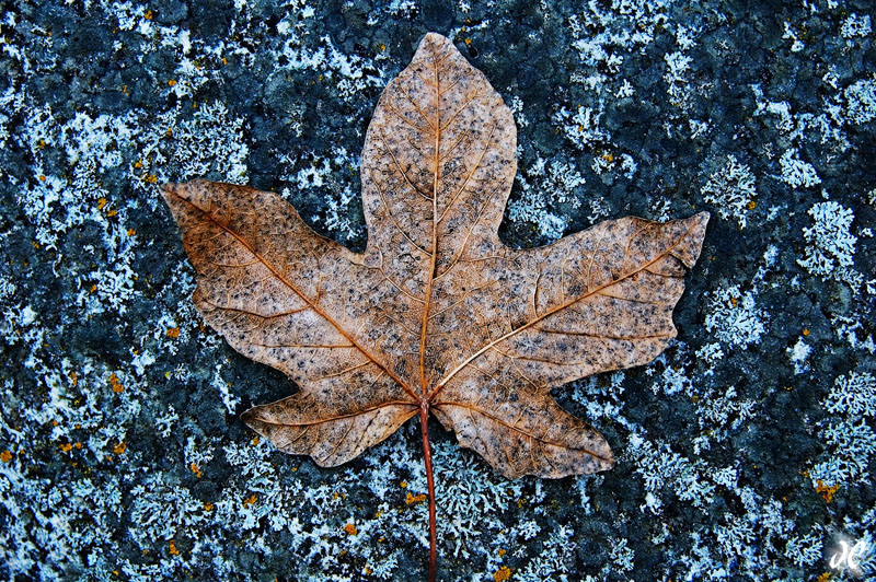 Maple leaf on a lichen-covered rock near the Clavey River Maple leaf on a lichen-covered rock near the Clavey River
