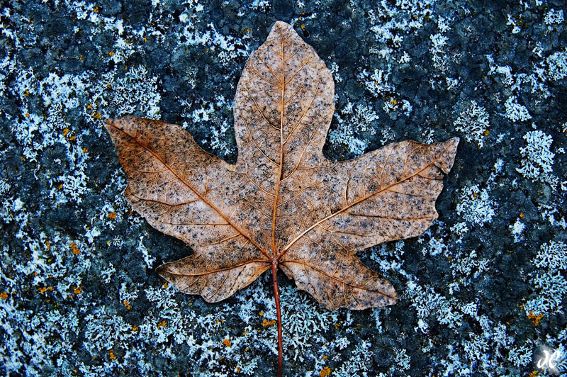 Maple leaf on a lichen-covered rock near the Clavey River