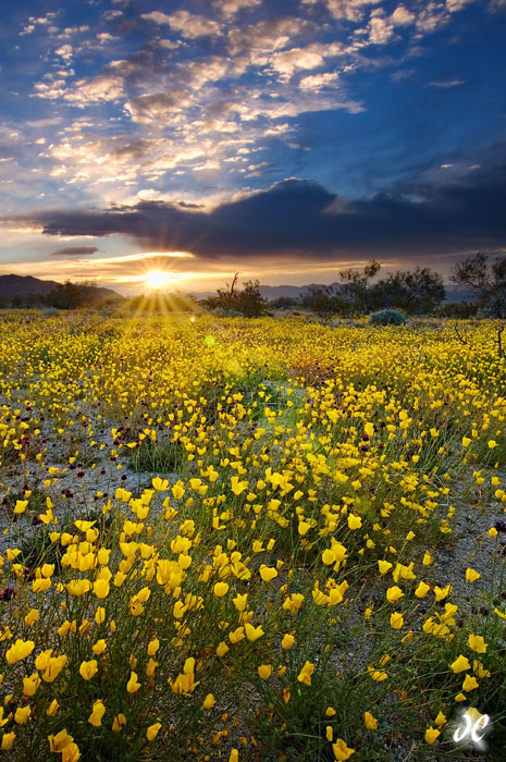 Mojave Poppies at Sunrise Mojave Poppies near Cottonwood Springs, Joshua Tree National Park
