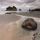 Starfish at sunrise, Motukiekie Beach, South Island, New Zealand